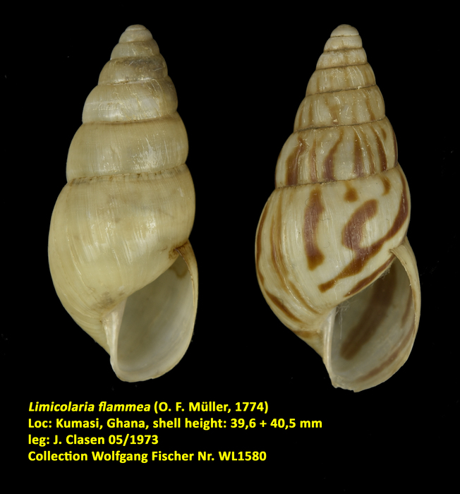 Limicolaria flammea (O. F. Müller, 1774)