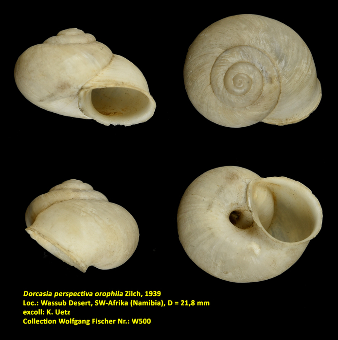 Dorcasia perspectiva orophila Zilch, 1939