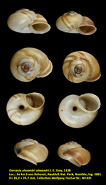 Dorcasia alexandri alexandri J. E. Gray, 1838