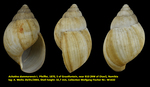 Achatina dammarensis L. Pfeiffer, 1870