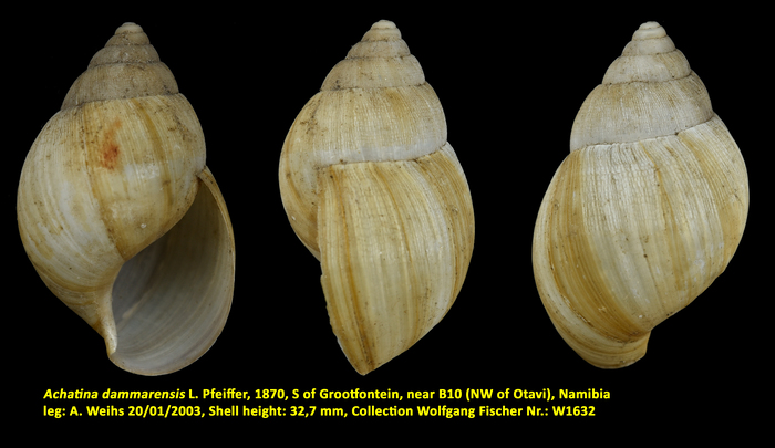 Achatina dammarensis L. Pfeiffer, 1870