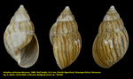 Achatina schinziana Mousson, 1888