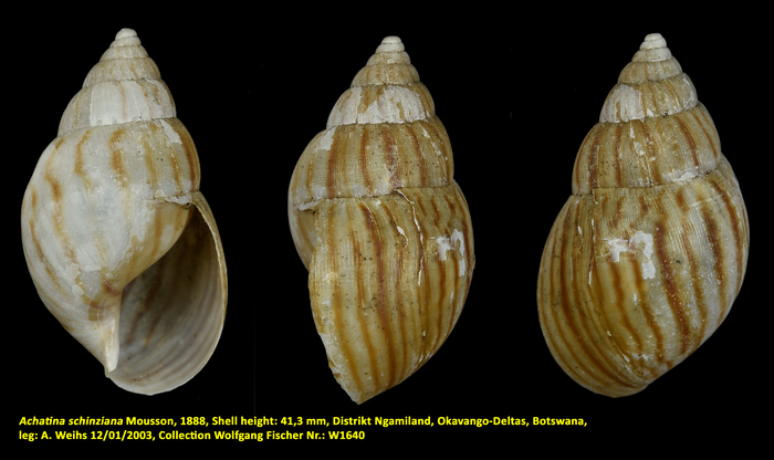 Achatina schinziana Mousson, 1888