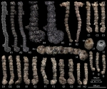 Ammobaculites oieensis Matting & Reich, 2026