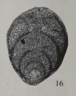 Frondicularia ovalis Xu, 2006