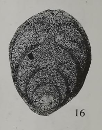 Frondicularia ovalis Xu, 2006