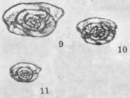 Schubertella lata Lee & Chen, 1930