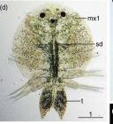 Dolops ranarum