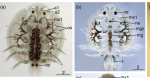Argulus japonicus