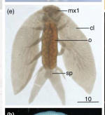 Dipteropeltis campanaform