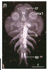 Chonopeltis australis