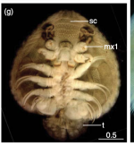 Dolops intermedia