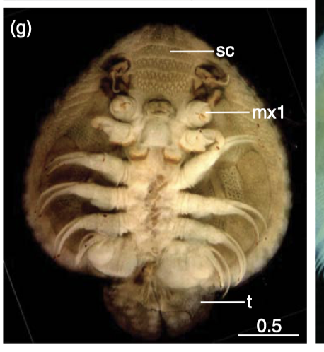 Dolops intermedia