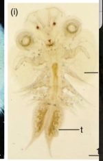 Chonopeltis inermis