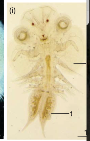 Chonopeltis inermis