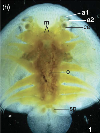 Dolops discoidalis f