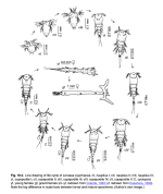 Lernaea cyprinacea