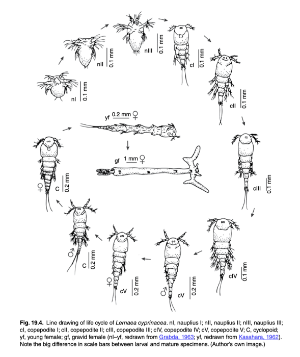Lernaea cyprinacea