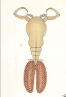 Ergasilus nanus