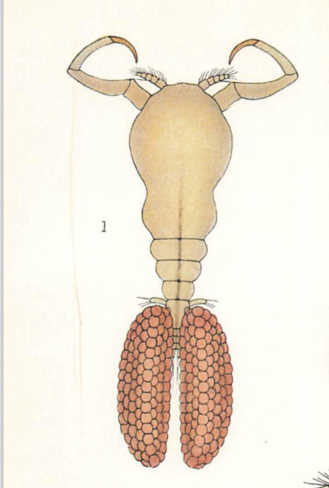 Ergasilus nanus