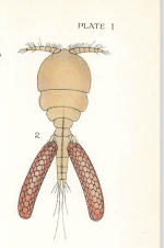 Bomolochus zeugopteri 