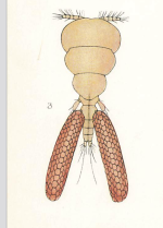 Bomolochus soleae