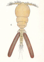 Bomolochus onosi 