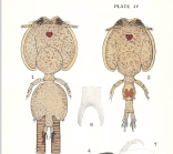 Caligus minimus
