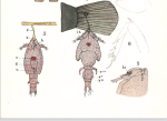 Caligus rapax