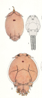 Caligus centrodonti 