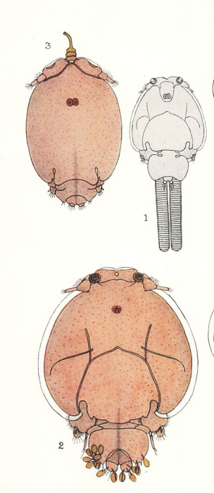Caligus centrodonti 