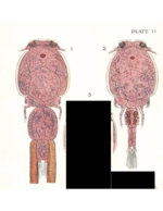 Caligus rapax