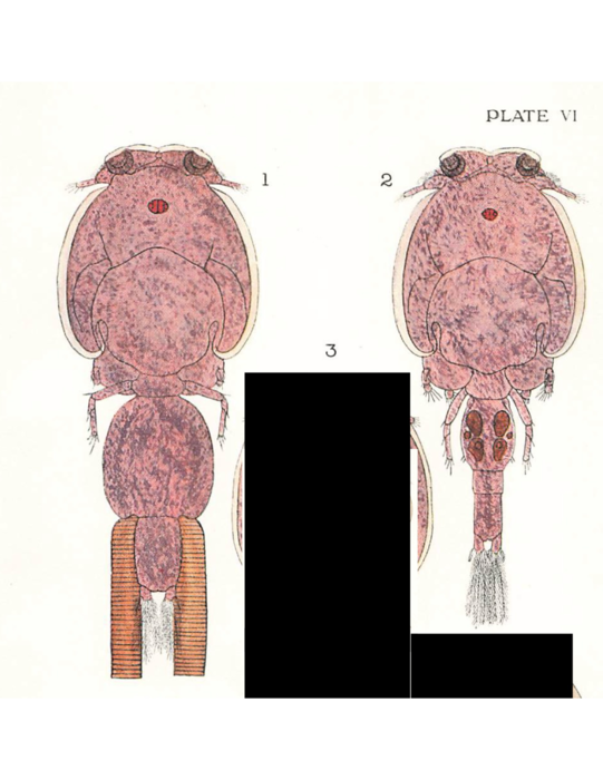 Caligus rapax