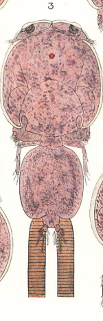 Caligus brevicaudus 