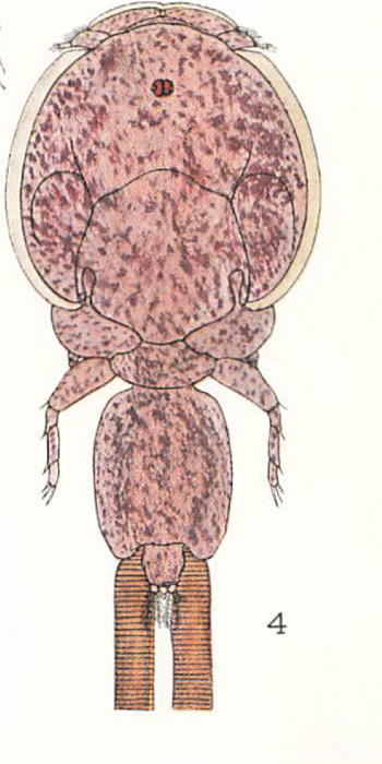 Lepeophtheirus hippoglossi