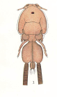 Caligus zei