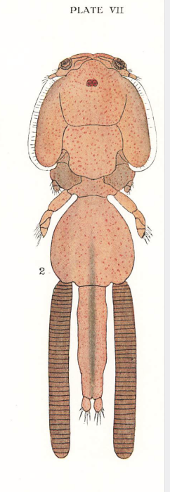 Caligus pelamydis