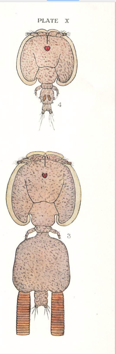 Lepeophtheirus pectoralis