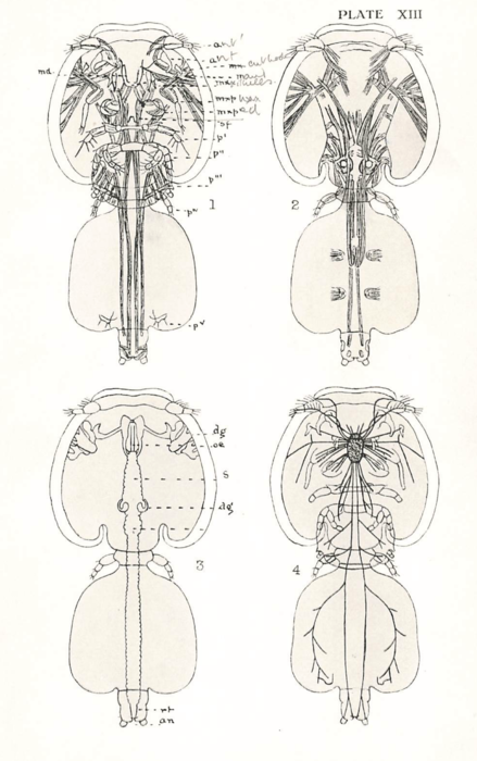 Lepeophtheirus pectoralis