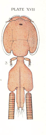 Lepeophtheirus thompsoni