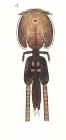 Lepeophtheirus salmonis 
