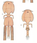 Lepeophtheirus pollachius