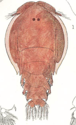 Nogaus ambiguus