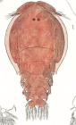 Nogaus ambiguus