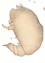 Chondracanthus annulatus 