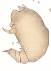 Chondracanthus annulatus 