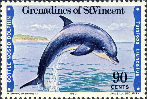 Tursiops truncatus Tursiops truncatus