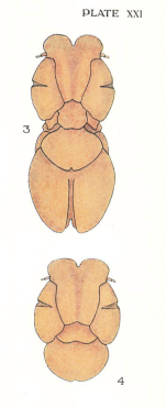 Cecrops latreillii 