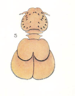 Orthagoriscicola muricata