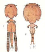 Trebius caudatus